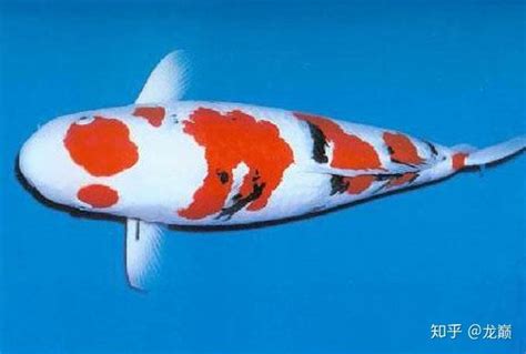 青銅 色 日本鲤鱼品种